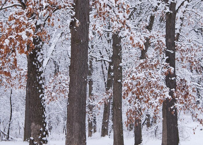 Trees Greeting Card featuring the photograph Winter trees by Larry Bohlin