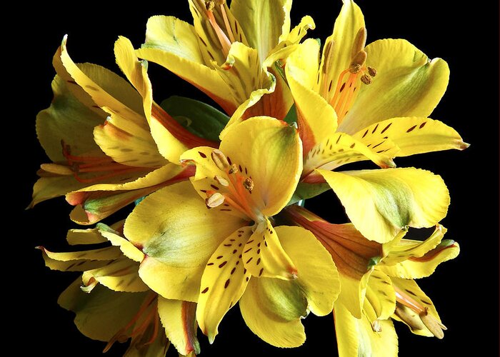 Flowers Greeting Card featuring the photograph Yellow Alstroemerias I Still Life Flower Art Poster by Lily Malor
