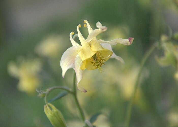 Flower Greeting Card featuring the photograph Yellow Columbine #1 by Frank Madia