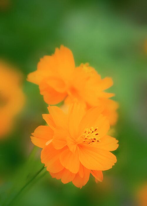 Yellow Cosmos Greeting Card featuring the photograph Yellow Cosmos (cosmos Sulphureus) #1 by Maria Mosolova/science Photo Library