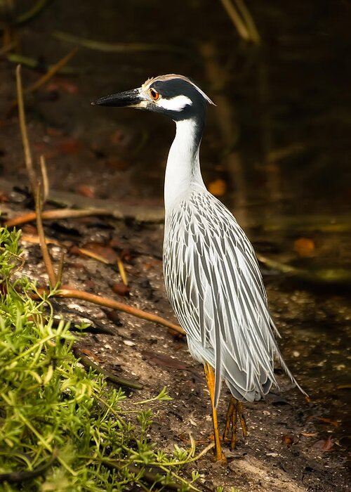 Lee County Greeting Card featuring the photograph Yellow-Crowned Night Heron #1 by Richard Leighton