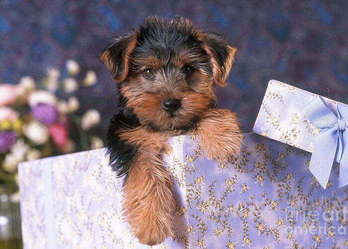 Animal Greeting Card featuring the photograph Yorkshire Terrier Puppy #2 by Alan and Sandy Carey