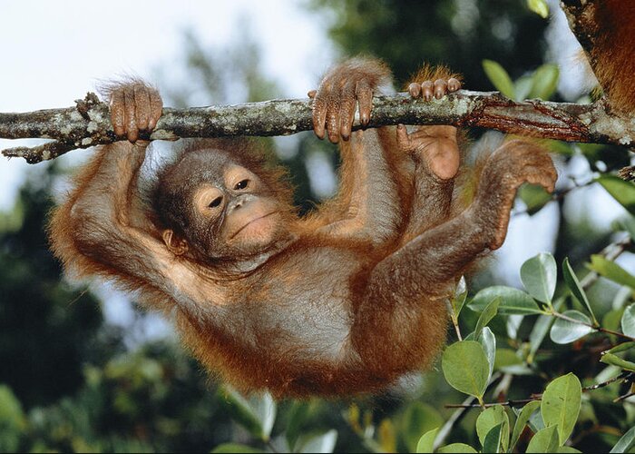 Orangutan Greeting Card featuring the photograph Young Orangutan #1 by M. Watson