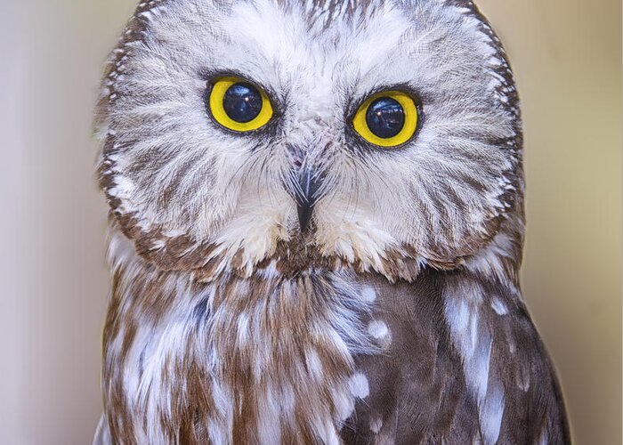 Saw-whet Owl Greeting Card featuring the photograph Young Saw-Whet Owl #1 by Peg Runyan