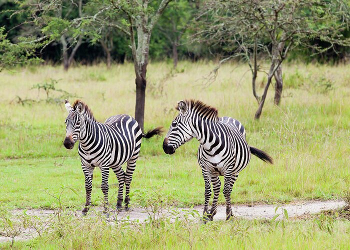 Scenics Greeting Card featuring the photograph Zebra At Lake Mburo National Park #1 by 1001slide