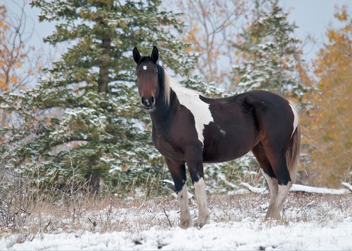 Nature Greeting Card featuring the photograph Horse In Snow, Yukon, Canada #10 by Mark Newman