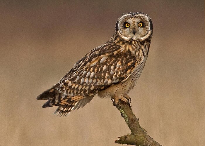 Short Eared Owl Greeting Card featuring the photograph Short Eared Owl #10 by Paul Scoullar