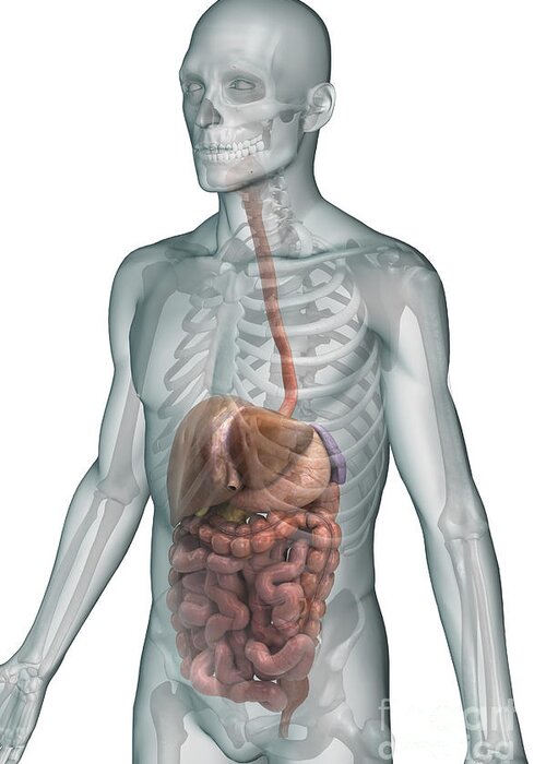Skeleton Greeting Card featuring the photograph The Digestive System #10 by Science Picture Co