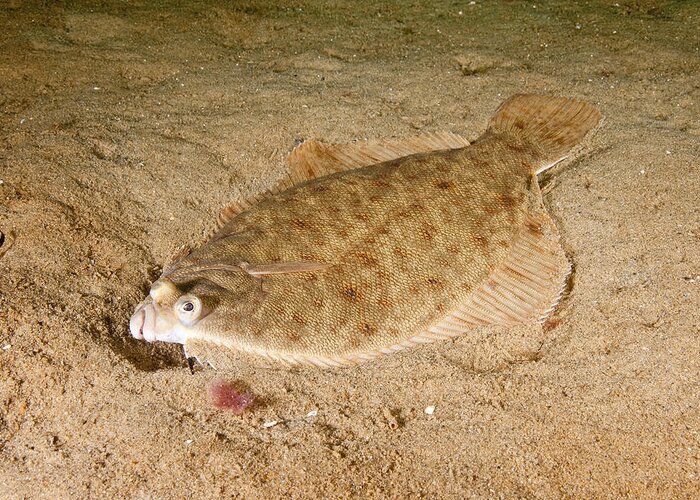 Flatfish Greeting Card featuring the photograph Winter Flounder #10 by Andrew J. Martinez