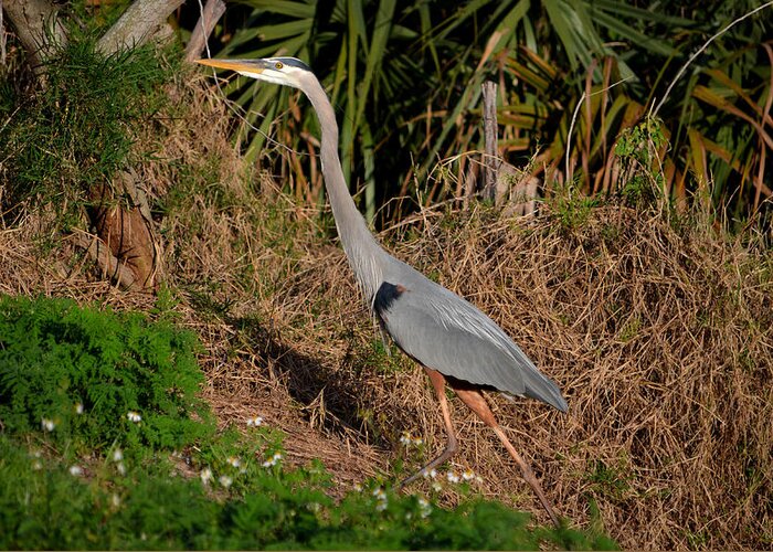  Greeting Card featuring the photograph 11- Great Blue Heron by Joseph Keane