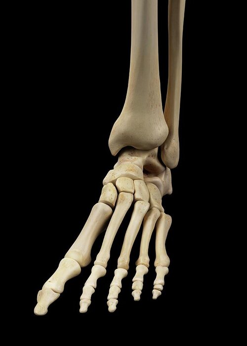 Artwork Greeting Card featuring the photograph Human Foot Bones #11 by Sciepro