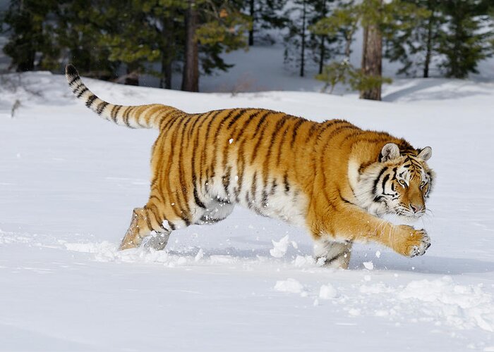 Amur Tiger Greeting Card featuring the photograph Siberian Tiger #11 by Thomas And Pat Leeson