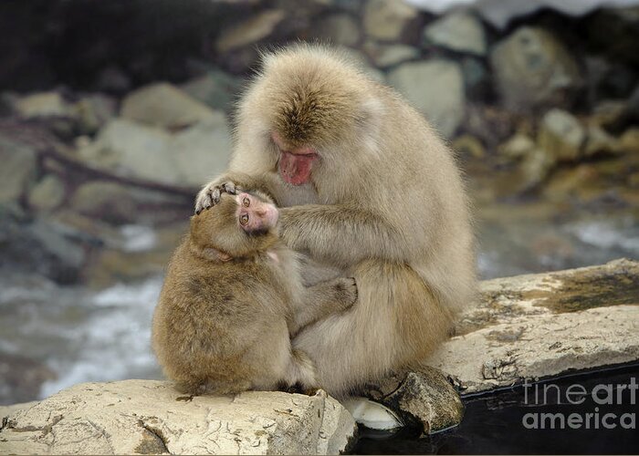 Japanese Macaque Greeting Card featuring the photograph Snow Monkeys #11 by John Shaw