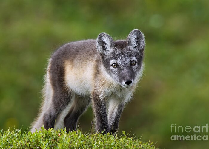 Arctic Fox Greeting Card featuring the photograph 111216p021 by Arterra Picture Library