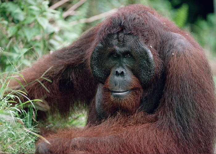 00195059 Greeting Card featuring the photograph Orangutan Elderly Male by Konrad Wothe