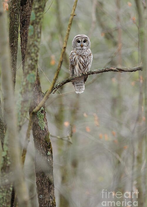Barred Owl Greeting Card featuring the photograph Barred Owl #12 by Scott Linstead
