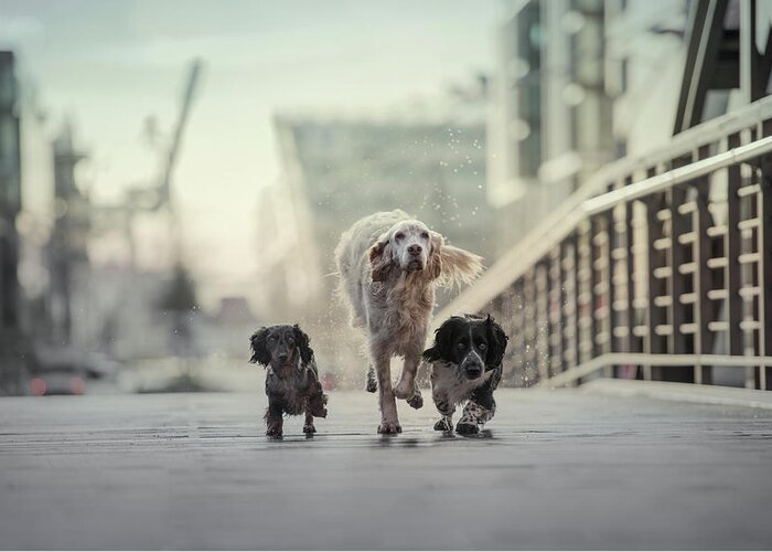 Dogs Greeting Card featuring the photograph 1,2,3.....go! by Heike Willers