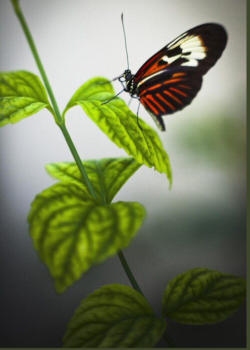 Butterfly Greeting Card featuring the photograph Butterfly #21 by Bradley R Youngberg