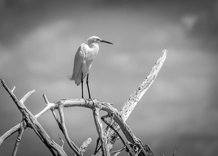 Birds Greeting Card featuring the photograph Snowy Egret #13 by Bill Martin