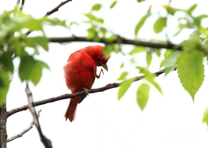 Nature Greeting Card featuring the photograph Summer Tanager #13 by Jack R Brock