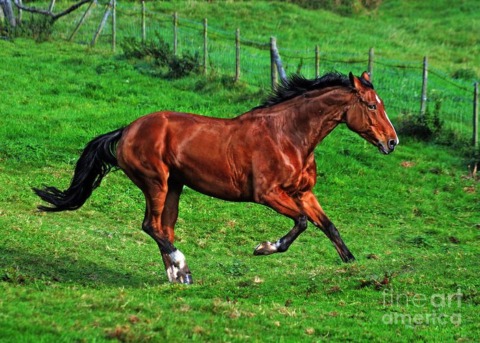 Horse Greeting Card featuring the photograph The Bay Horse #13 by Ang El