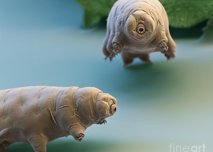 Paramacrobiotus Fairbanki Greeting Card featuring the photograph Water Bear by Eye of Science and Science Source