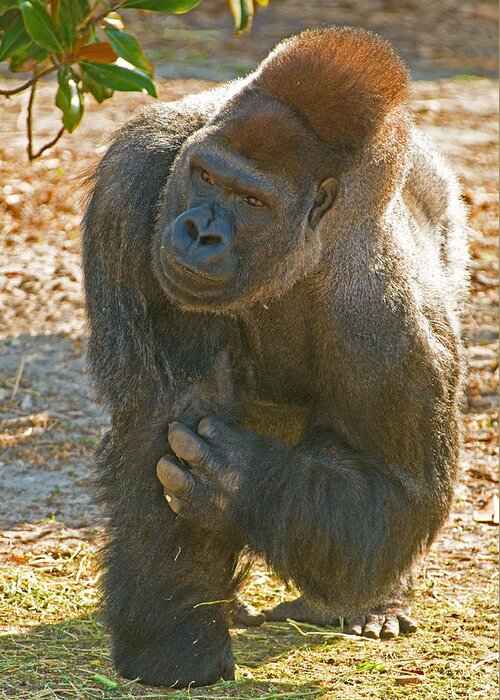 Nature Greeting Card featuring the photograph Western Lowland Gorilla Male #13 by Millard H. Sharp