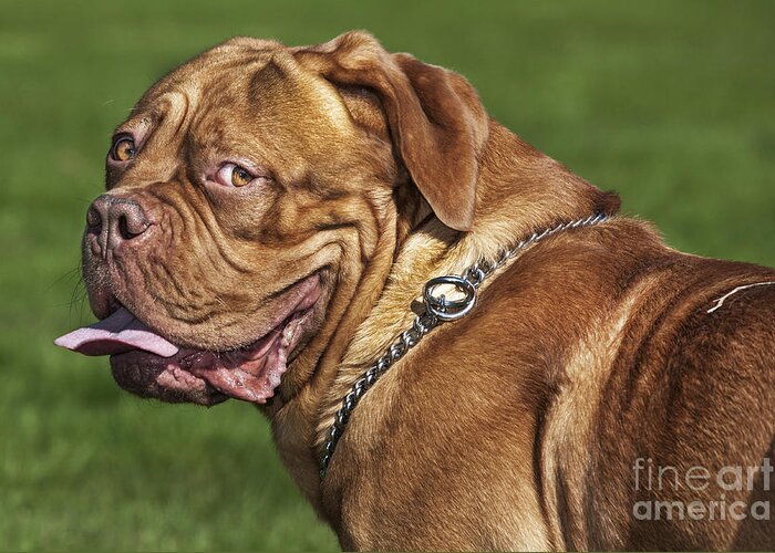Dogue De Bordeaux Greeting Card featuring the photograph 130918p008 by Arterra Picture Library