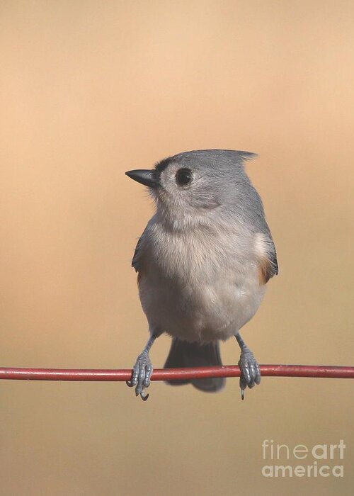 Nature Greeting Card featuring the photograph Tufted Titmouse #136 by Jack R Brock