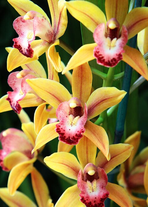 Orchids Greeting Card featuring the photograph Orchids #18 by John Freidenberg