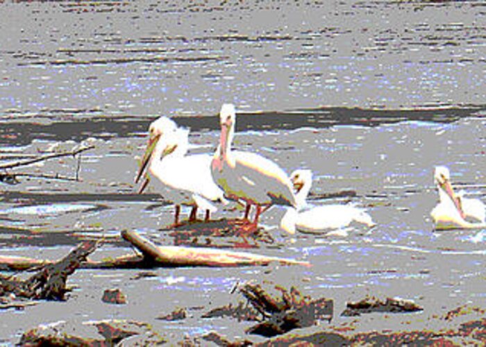 Pelicans Greeting Card featuring the photograph 14 Pelicans by Steve Karol