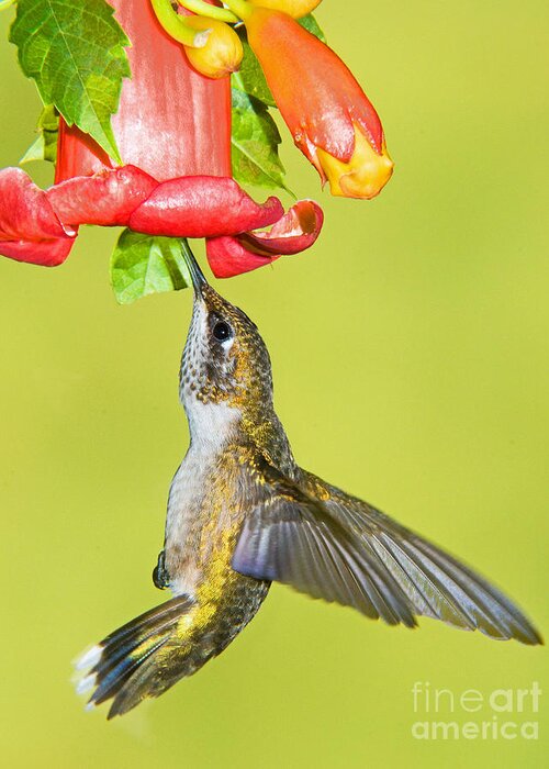 Nature Greeting Card featuring the photograph Ruby Throated Hummingbird #14 by Millard H. Sharp