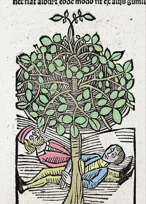 15th Century Greeting Card featuring the photograph 1491 Bausor Opium Tree Hortus Sanitatis by Paul D Stewart