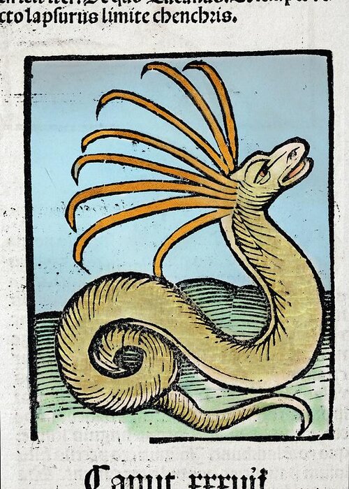15th Century Greeting Card featuring the photograph 1491 Cerastes Lure Snake Hortus Sanitatis by Paul D Stewart