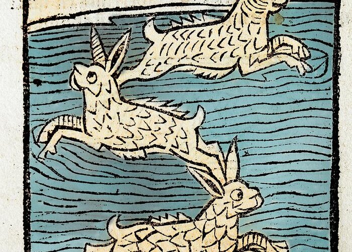 15th Century Greeting Card featuring the photograph 1491 Sea Hares From Hortus Sanitatis by Paul D Stewart