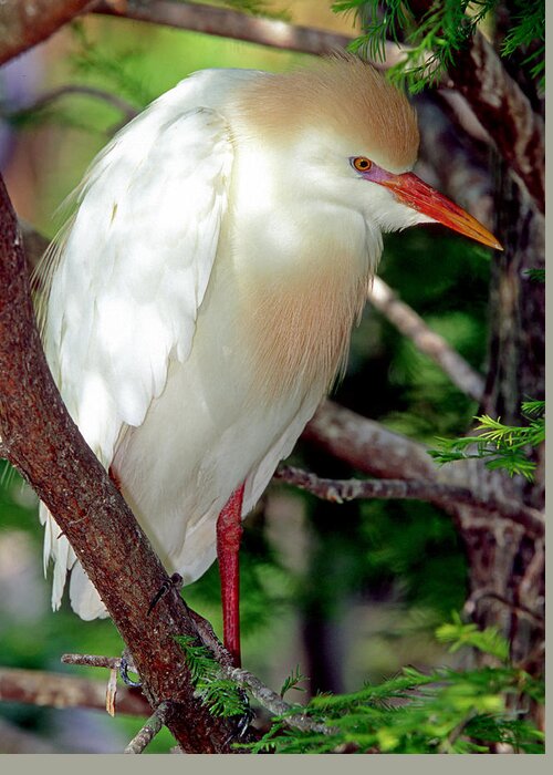 Fauna Greeting Card featuring the photograph Cattle Egret Adult In Breeding Plumage #15 by Millard H. Sharp