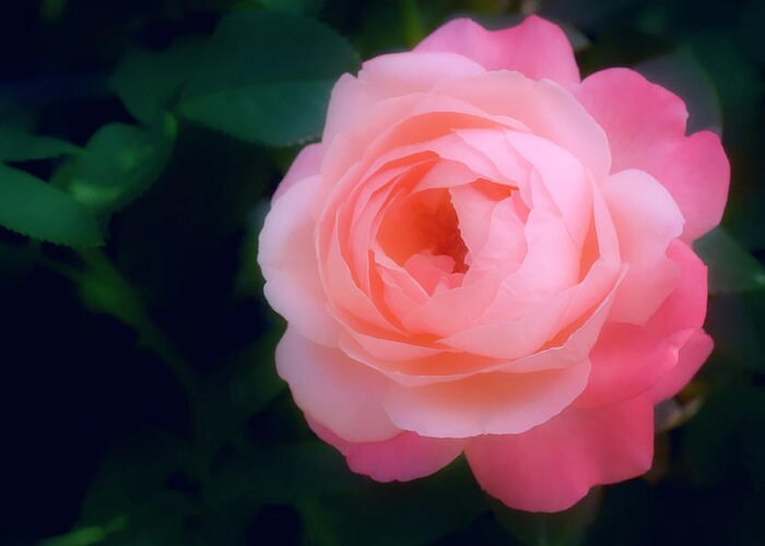 Rose Greeting Card featuring the photograph Rose (rosa Sp.) #15 by Maria Mosolova/science Photo Library