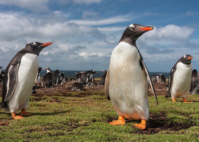 Bird Greeting Card featuring the photograph South America, Falkland Islands #15 by Jaynes Gallery