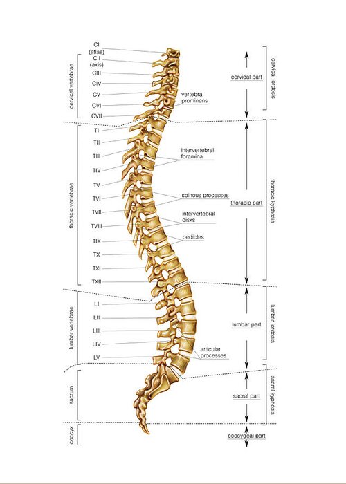 Anatomy Greeting Card featuring the photograph Vertebral Column #15 by Asklepios Medical Atlas