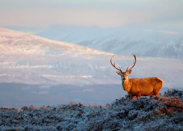 Red Deer Stag Greeting Card featuring the photograph Red deer stag #16 by Gavin Macrae