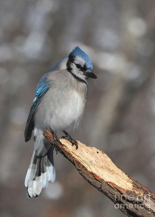 Nature Greeting Card featuring the photograph Blue Jay #162 by Jack R Brock