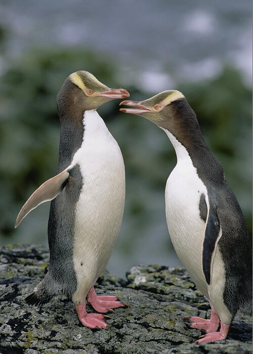 00193991 Greeting Card featuring the photograph Yellow-eyed Penguins by Tui De Roy