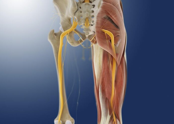 Lower Body Anatomy Artwork Photograph By Science Photo Library