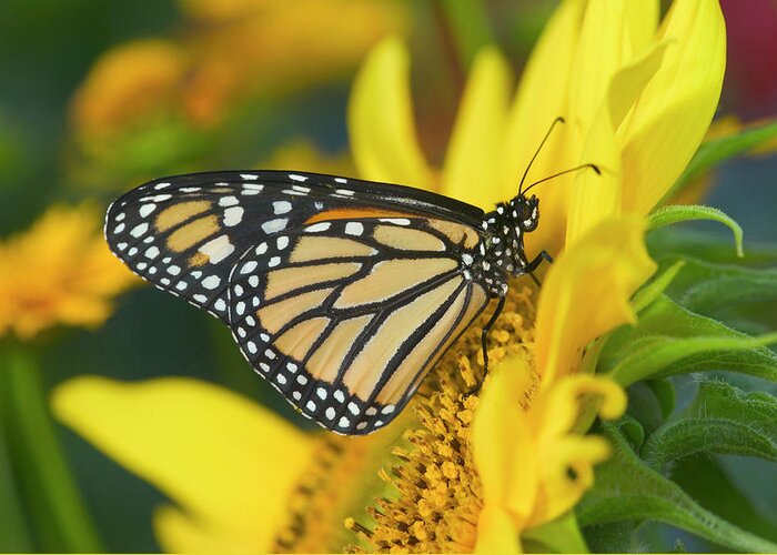 Black Greeting Card featuring the photograph Monarch Butterfly, Danaus Plexippus #17 by Darrell Gulin