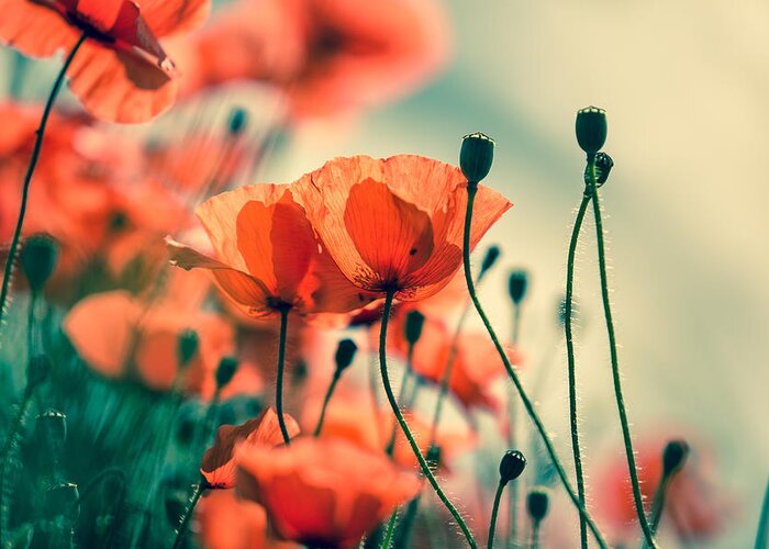 Poppy Greeting Card featuring the photograph Poppy Meadow #17 by Nailia Schwarz