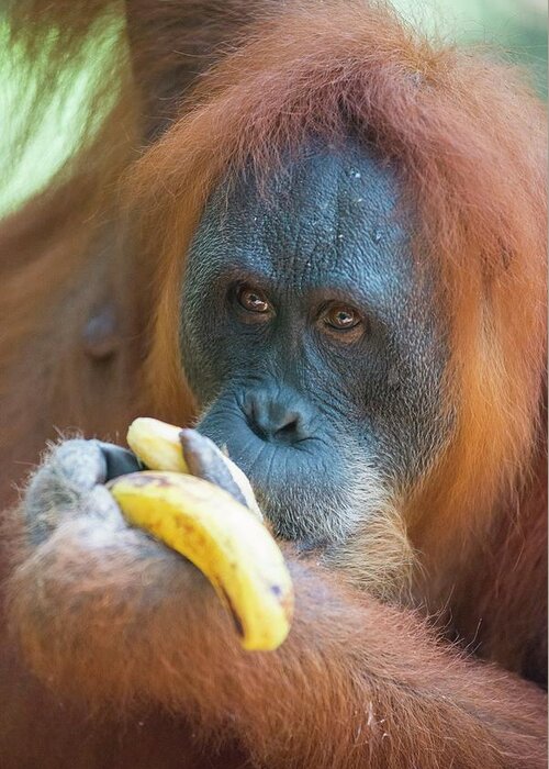 Animal Greeting Card featuring the photograph Sumatran Orangutan #17 by Scubazoo