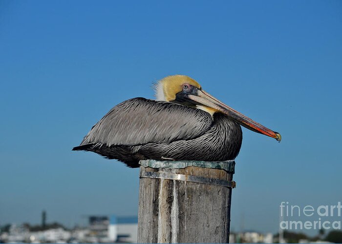 Pelican Greeting Card featuring the photograph 18- Brown Pelican by Joseph Keane