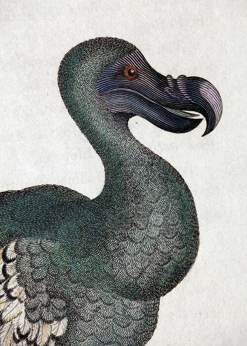 19th Century Greeting Card featuring the photograph 1809 Head Of A Dodo In George Shaw by Paul D Stewart