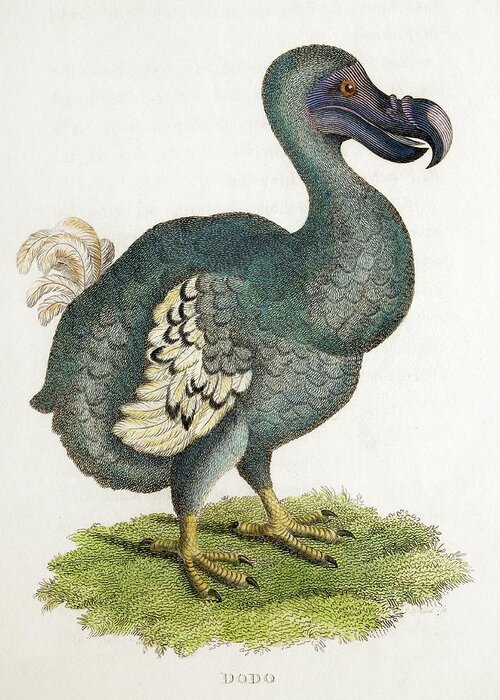 19th Century Greeting Card featuring the photograph 1809 The Dodo Illustration In George Shaw by Paul D Stewart