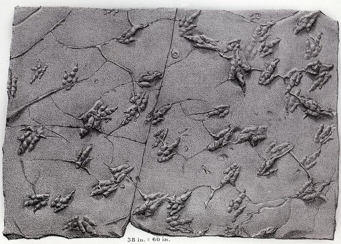 Amherst Greeting Card featuring the photograph 1858 Dinosaur Tracks Ichnology Hitchcock by Paul D Stewart